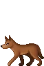 Dingo