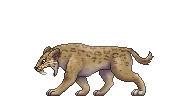 Large saber-tooth tiger