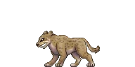 Saber-tooth tiger